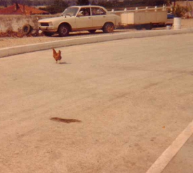 ChickenCrossRoad-
